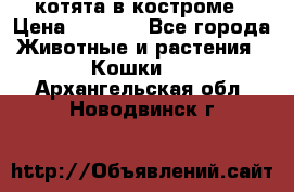 котята в костроме › Цена ­ 2 000 - Все города Животные и растения » Кошки   . Архангельская обл.,Новодвинск г.